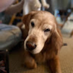 Meet your Posher, Bobbie